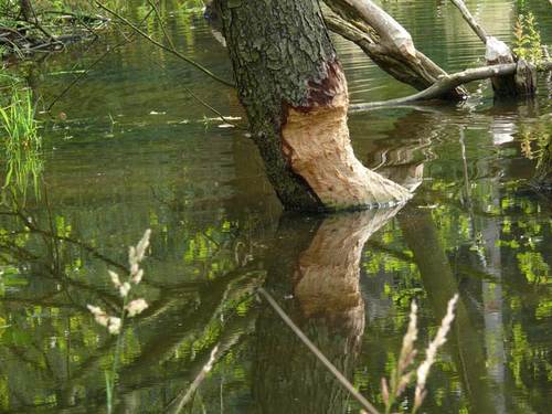 Wo ist er denn, der Biber?